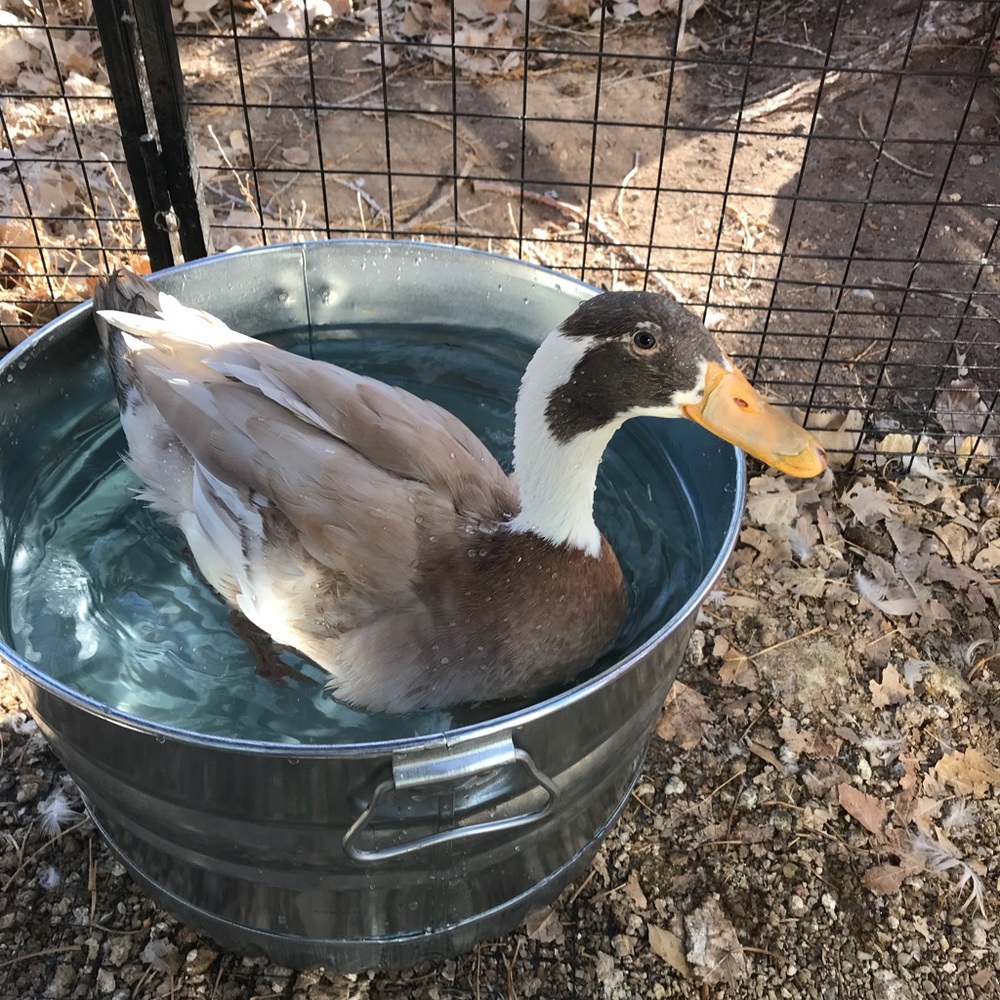 Meet your Posher, Angela